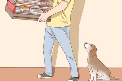 How to Treat Mites in Chinchillas