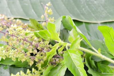 Maintaining Blood Sugar Level To Boosting Immunity, Benefits Of Eating Tulsi Leaves