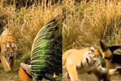 Watch: It’s A Face-Off Between Tiger And Peacock, Guess Who Won?