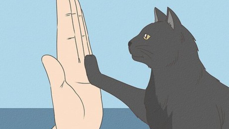 How to Teach Your Cat to Do Tricks