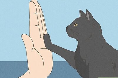 How to Teach Your Cat to Do Tricks