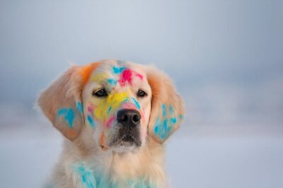 Here's How To Protect and Keep Our Pet Safe After Holi