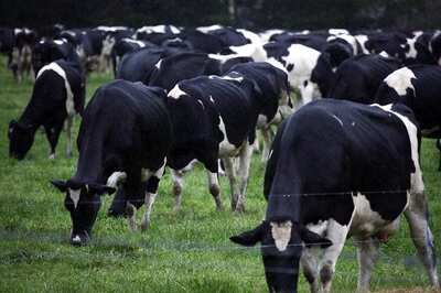 4,000 Cows Will be Flown in to Ensure Milk Supply as Qatar Battles Blockade