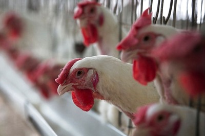 Hens Stop Laying Eggs after Eating Feed in Maharashtra, Poultry Farmer Seeks Help from Police