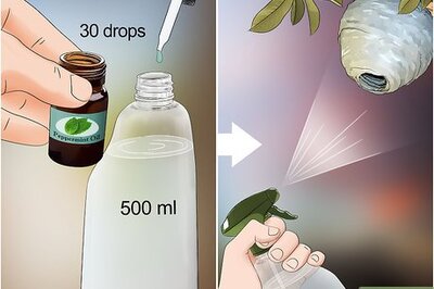 How to Get Rid of Wasps