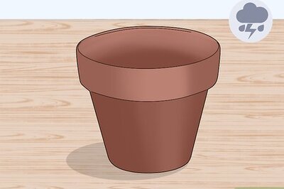 How to Care for a Bromeliad Indoors