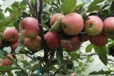 Unnati Apple Project: How Indo-Dutch and Coca-Cola Have Brought Uttarakhand at the Cusp of a Revolution