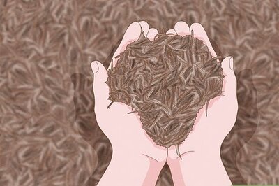 How to Mulch Hydrangeas