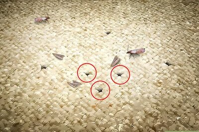 How to Keep Wool Clothing Safe From Moths