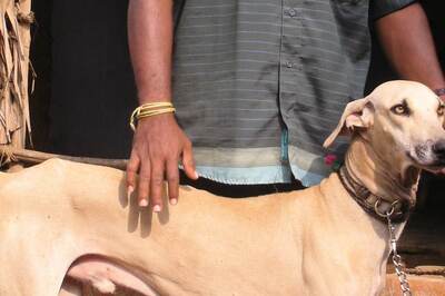 Dogs' Sense Of Smell Connects To Vision, Discover Researchers