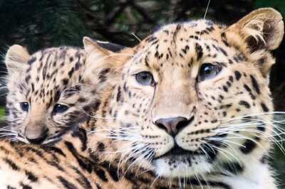 Leopard Enters House Near Bengaluru, Subdued After 9-Hour Drama