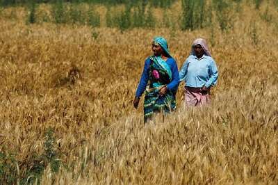 India to Export 50,000 Tonnes of Wheat to Afghanistan, Lebanon in Diplomatic Deals