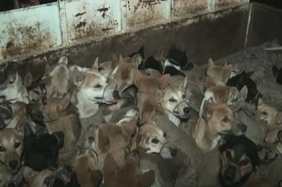 Amid Kolkata Carcass Scandal, Assam Police Rescue 60 Dogs Being Smuggled for Meat