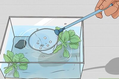 How to Clean a Saltwater Tank