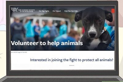 How to Volunteer at an Animal Shelter