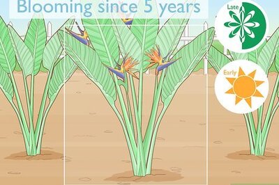 How to Divide a Bird of Paradise Plant