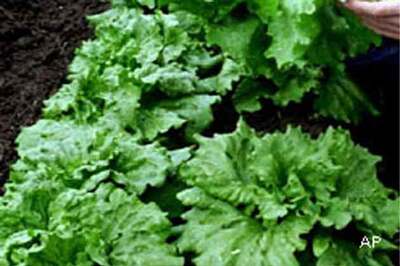 Children love vegetables: Courtesy Popeye