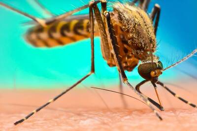 Dengue Cases in Delhi This Year Mounts to Over 8,200; More Than 6,700 in Nov Alone: Civic Body