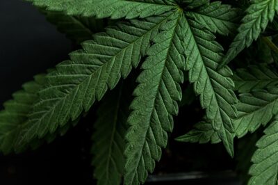 Five Arrested in Cannabis Smuggling Case Through E-Commerce Site Amazon