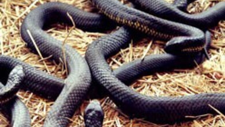 Snake sneaks into Google office