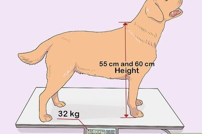 How to Differentiate Between a Golden and Yellow Lab Retriever
