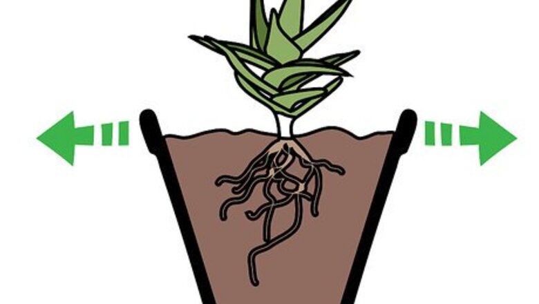 How to Care for Succulents