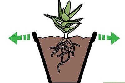 How to Care for Succulents