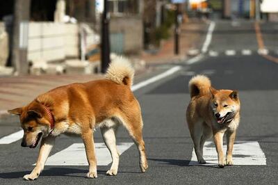 UK: Woman, son jailed over dogs' deaths