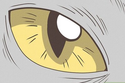 How to Identify a Burmese Cat