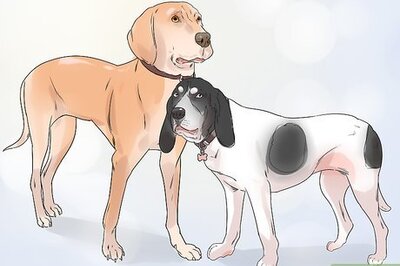 How to Train a Coon Dog