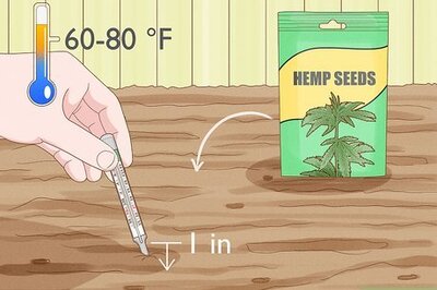 How to Grow Hemp