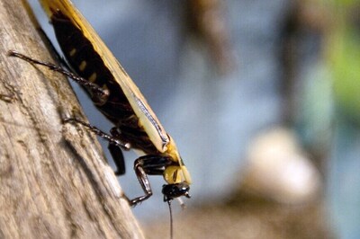 Cockroaches Also Use GPS to Move Around