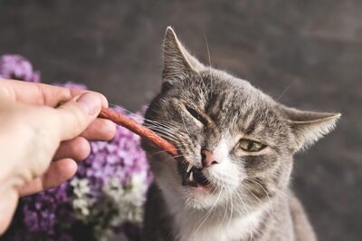 Pet Parenting: 7 Tips To Make The First Week Easy For Your New Pet