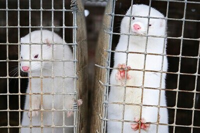 Dutch Government To Shut Down All Mink Farms By Next Year