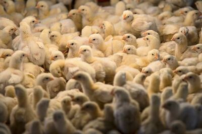 Brihanmumbai Municipal Corporation revokes its meat ban on September 13, 18