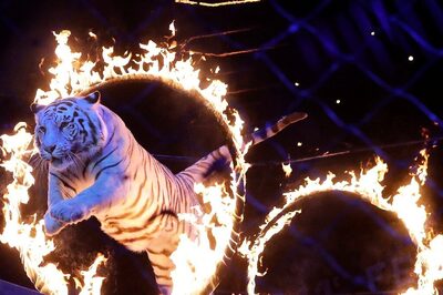 Tiger Mauls Handler In Australian Amusement Park, Alert Staff Restrain Big Cat From Causing More Damage