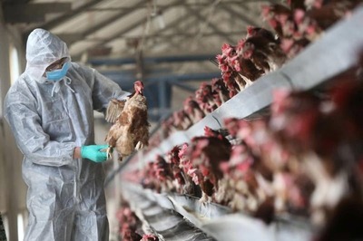 Human-to-human Transmission of Bird Flu Rare, No Need to Panic: AIIMS Chief