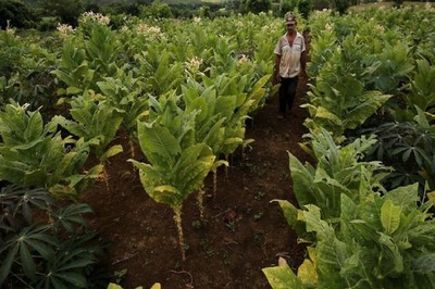 Permit Regulated FDI in Tobacco to Provide Benefit to Farmers: Parl Panel on Commerce Recommends