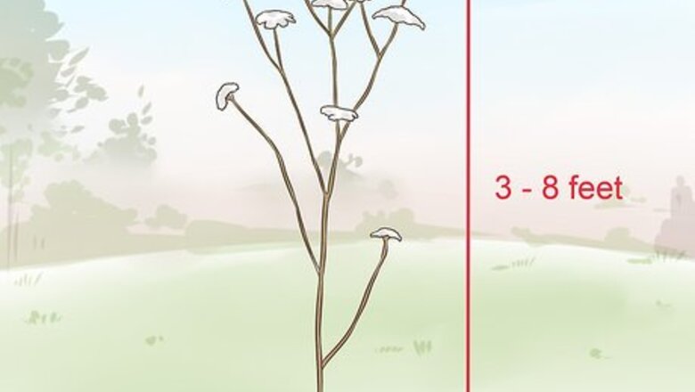 How to Protect Your Dog from Poison Hemlock