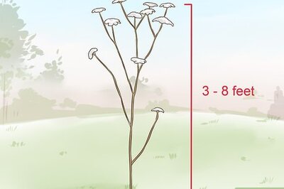 How to Protect Your Dog from Poison Hemlock