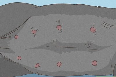 How to Know if Your Dog is Pregnant: Early Signs & Testing