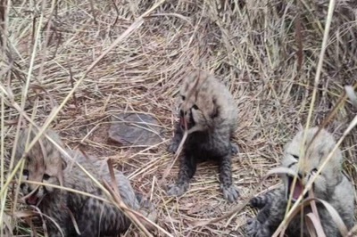 ‘Purrs In The Wild’: Namibian Cheetah 'Aasha' Gives Birth To 3 Cubs At MP's Kuno National Park | WATCH