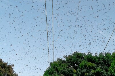 Govt Was Warned about Swarms, Should Expect More Waves of Migration in July: UN’s Locust Forecasting Officer