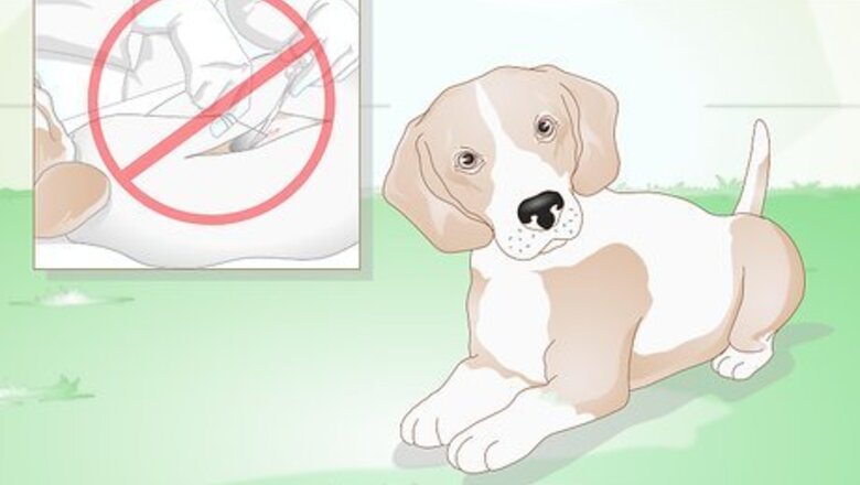 How to Choose a Beagle for Breeding