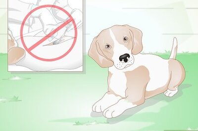 How to Choose a Beagle for Breeding