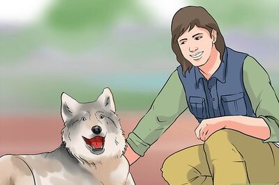 How to Take Action to Save Wolves