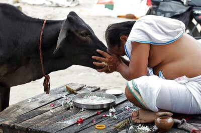 Desi Cow — A One Stop Solution To All Problems: RSS Thinks So