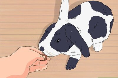 How to Train a Rabbit