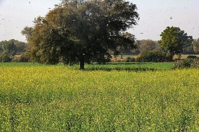 India Proposes to Pakistan & Iran for Coordinated Response to Contain Desert Locusts