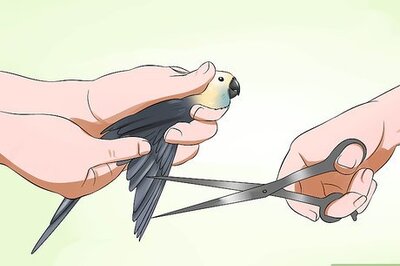 How to Clip a Cockatiel's Flier Feathers